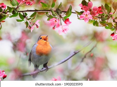  small songbird, a robin, sits in a sunny garden in May among the flowers of an apple tree - Shutterstock ID 1902023593