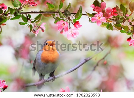  small songbird, a robin, sits in a sunny garden in May among the flowers of an apple tree
