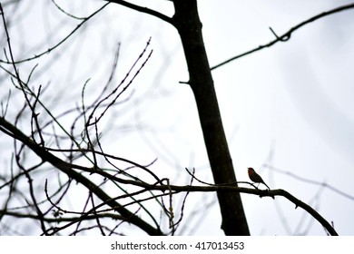 Small songbirds in a tree