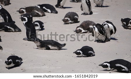 Small South African penguins colony in Boulders beach near Cape Town south Africa