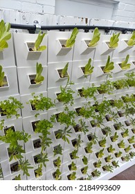 Small Space Veggie Garden On A White Wall