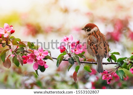  small sparrow bird sits on a branch with pink flowers of an apple tree in a May sunny garden