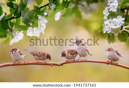 small sparrow birds sit on the branch of an apple tree with flowers in a warm spring garden
