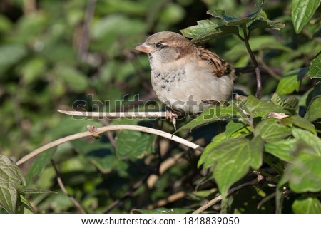Small Sparrow in the hedgerow