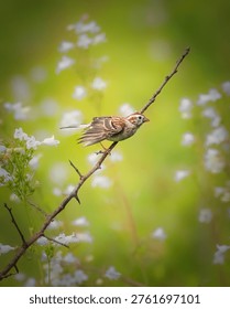 Small sparrow perched on a thin branch with wings slightly open, surrounded by soft white flowers and a green blurred background. Wildlife bird in natural spring habitat with beautiful bokeh.
