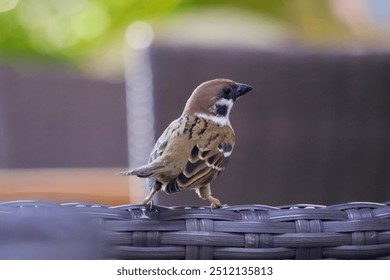 a small sparrow perched on a woven rattan chair - Powered by Shutterstock