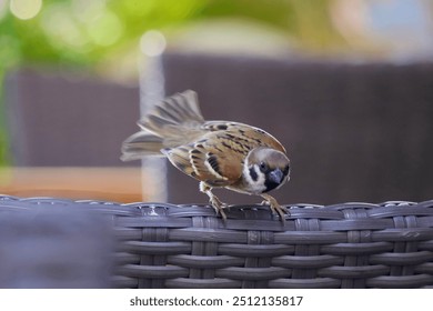 a small sparrow perched on a woven rattan chair - Powered by Shutterstock