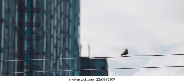 Small sparrow walks on wires. Little bird on cable in industrial area. Birdie on wire on background of building wall in bokeh. Funny winged feathered animal on cables. Bird in urban environment.