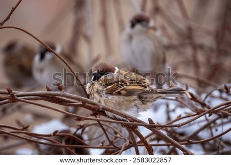 Small sparrows hide from danger in the thickets of lemongrass on a cold winter day. Birds in the winter city.