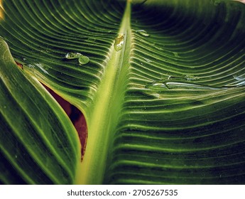 A small, specialized leaf structure designed for insect survival and camouflage, perfectly blending with the sunny green background foliage.