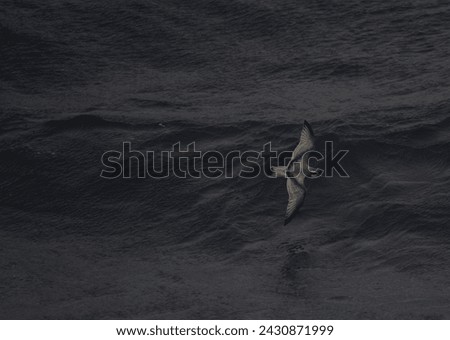 small species of petrel known as an Antarctic prion flying over the sea