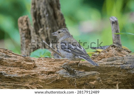 A small, speckled bird with delicate features rests on a rough, textured fallen tree branch surrounded by green foliage
