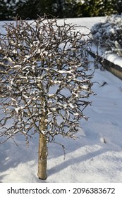 a small spherical pruned tree on snow