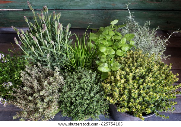 Small spice\
herb garden on a rustic wooden\
table