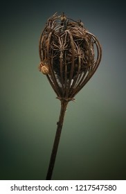                          the small spider
