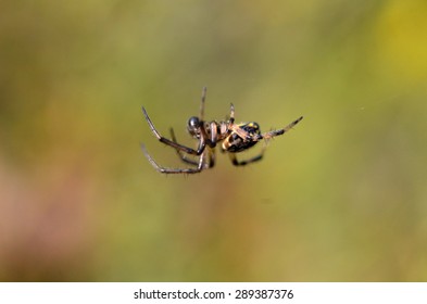 small spider