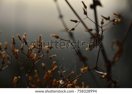 Similar – Grass fireworks 3 Nature