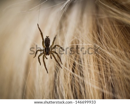 small spider in blond hairs 
