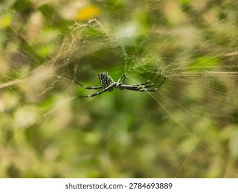 A small spider constructs a delicate, dew-covered web among vibrant green leaves and grass in soft natural light.