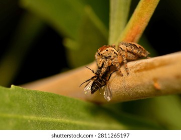 small spider devouring a fly, argentine patagonia