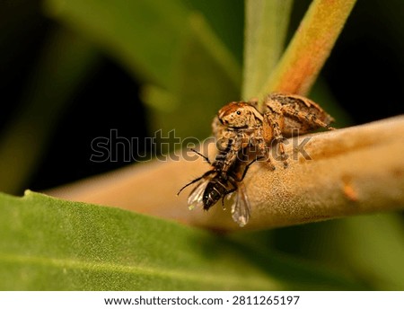 small spider devouring a fly, argentine patagonia