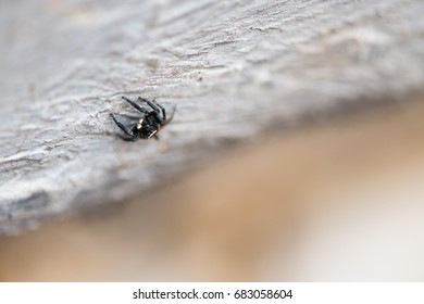 A small spider with four eyes.