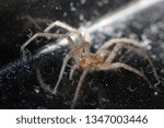 small spider macro