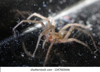small spider macro