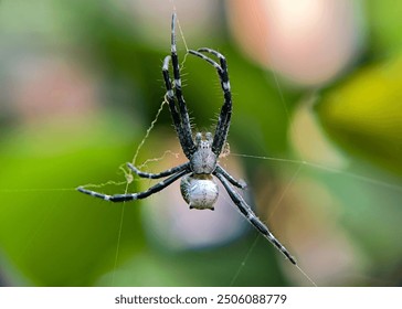 a small spider making a web. Macro, close up, blur.
