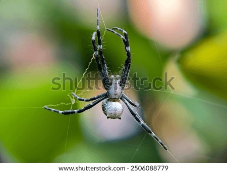 a small spider making a web. Macro, close up, blur.