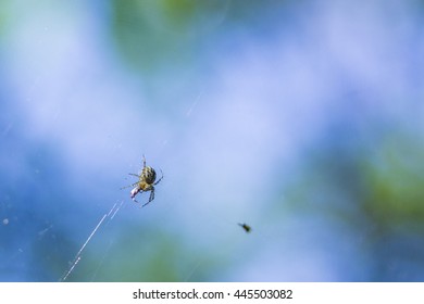 small spider on the web with a blurred background
