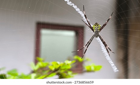 Small Spider on Web on Right with Left Copy Space.
