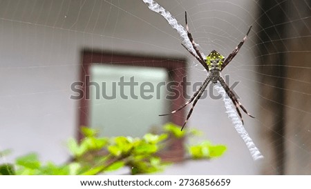 Small Spider on Web on Right with Left Copy Space.