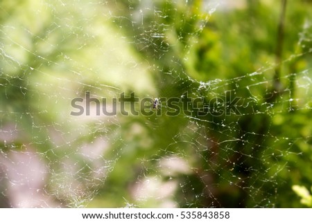 Small spider in its web