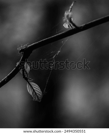 Similar – Image, Stock Photo young leaf Environment