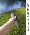 A small spotted bass spring day 