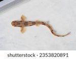 small spotted catshark on white tray