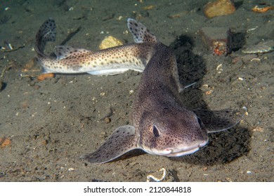 are dogfish real