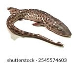 Small spotted catshark Scyliorhinus canicula isolated on a white background. Marine shark on a white background. Ocean fish