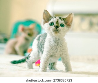 A small spotted Devon Rex kitten plays on a large bed among toys.