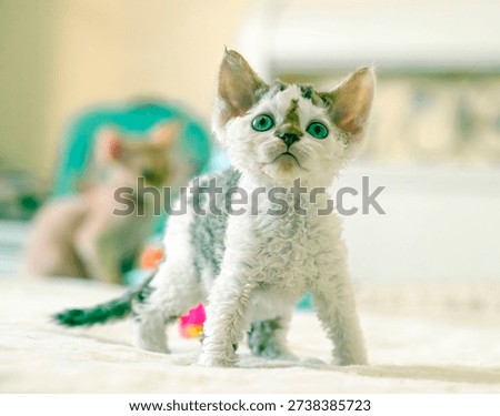 A small spotted Devon Rex kitten plays on a large bed among toys.