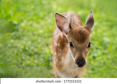 A Small Spotted Fawn Stands Against A Background Of Green Grass And Looks At The Camera