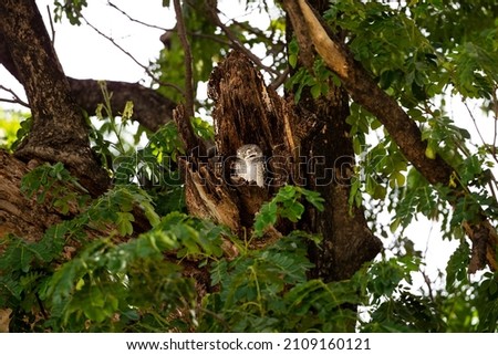 A small spotted owl is sleeping in a tree hole.