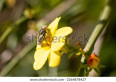 Small spotty eyed drone fly isolated on yellow wild flower.Sunny day in Greece. Eristalinus sepulchralis.  