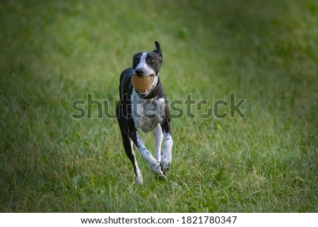 Similar – hunt Dog Hunting Hound