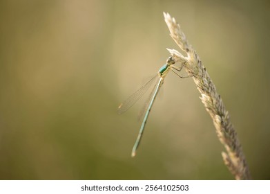 Small spreadwing or small emerald spreadwing (Lestes virens), Belgium