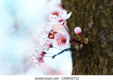 small spring blossoms an tree trunk