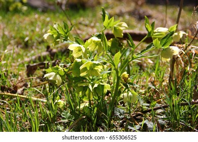 small spring flowers