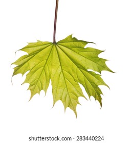 small spring maple tree leaf isolated on white background