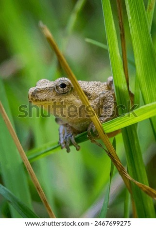 A small spring peeper, a tiny frog no larger than a thumb, clings to a blade of grass with delicate precision.